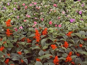 Landscape Management