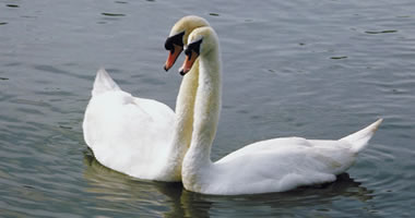 Describe the photo or the page it links to